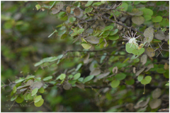 Capparis rotundifolia